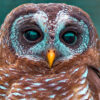 Owl #5