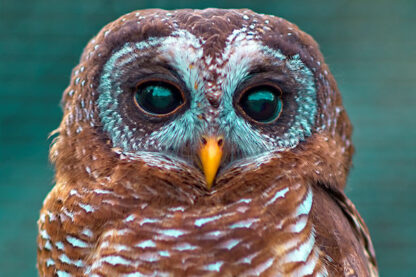 Owl #5