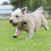 Glen of Imaal Terrier