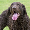 Dog #1