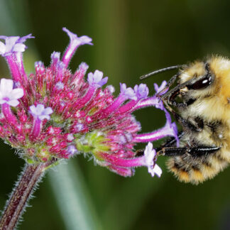 Hanging Bee