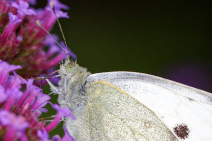 Butterfly Feeding on Nectar