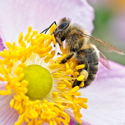 Honey Bee Collecting Pollen