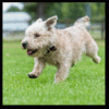 Glen of Imaal Terrier - Image 3