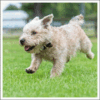 Glen of Imaal Terrier - Image 2