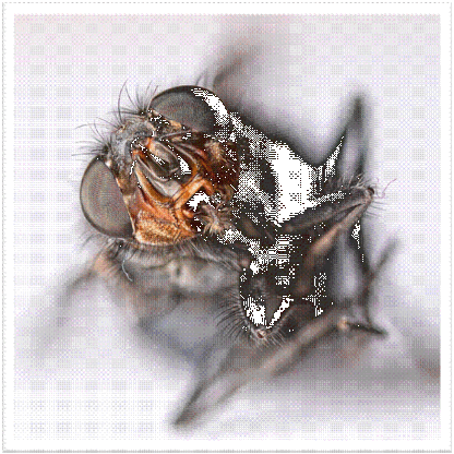 House Fly #1 - Image 2