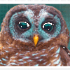 Owl #5 - Image 2