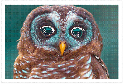 Owl #5 - Image 2