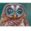 Owl #5 - Image 3