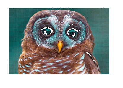 Owl #5 - Image 3