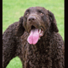 Dog #1 - Image 2