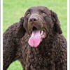 Dog #1 - Image 3